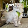 imageVoyager Escape Proof Cat Harness and Leash Set with Reflective Stitching Neoprene Handle 5ft  Supports Small Medium and Large Cats Kittens for Walking by Best Pet Supplies  Black XXSHarness Leash Set Lime Green