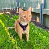 imageVoyager Escape Proof Cat Harness and Leash Set with Reflective Stitching Neoprene Handle 5ft  Supports Small Medium and Large Cats Kittens for Walking by Best Pet Supplies  Black XXSHarness Leash Set PurpleBlack Trim
