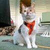 imageVoyager Escape Proof Cat Harness and Leash Set with Reflective Stitching Neoprene Handle 5ft  Supports Small Medium and Large Cats Kittens for Walking by Best Pet Supplies  Black XXSHarness Leash Set Orange