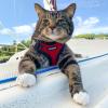 imageVoyager Escape Proof Cat Harness and Leash Set with Reflective Stitching Neoprene Handle 5ft  Supports Small Medium and Large Cats Kittens for Walking by Best Pet Supplies  Black XXSHarness Leash Set RedBlack Trim