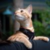 imageVoyager Stepin Lock Adjustable Cat Harness w Cat Leash Combo Set with Neoprene Handle 5ft  Supports Small Medium and Large Breed Cats by Best Pet Supplies  Red XSHarness Leash Set Black