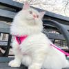 imageVoyager Stepin Lock Adjustable Cat Harness w Cat Leash Combo Set with Neoprene Handle 5ft  Supports Small Medium and Large Breed Cats by Best Pet Supplies  Red XSHarness Leash Set Fuchsia
