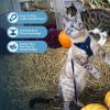imageVoyager Stepin Lock Adjustable Cat Harness w Cat Leash Combo Set with Neoprene Handle 5ft  Supports Small Medium and Large Breed Cats by Best Pet Supplies  Red XSHarness Leash Set Royal Blue