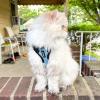 imageVoyager Stepin Lock Pet Harness  All Weather Mesh Adjustable Step in Harness for Cats by Best Pet Supplies  Pink XXSHarness Leash Set Baby BlueBlack Trim