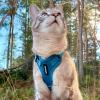 imageVoyager Stepin Lock Pet Harness  All Weather Mesh Adjustable Step in Harness for Cats by Best Pet Supplies  Pink XXSHarness Leash Set Turquoise