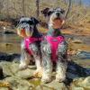imageBest Pet Supplies Voyager Adjustable Dog Vest Harness Breathable No Pull Harness for Small Medium Large Dogs Heavy Duty Harness Easy Stepin Reflective Stripes  Lavender M Chest 1721quotHarness Leash Set Fuchsia