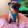 imageBest Pet Supplies Voyager Adjustable Dog Vest Harness Breathable No Pull Harness for Small Medium Large Dogs Heavy Duty Harness Easy Stepin Reflective Stripes  Lavender M Chest 1721quotHarness Leash Set Turquoise
