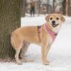 imageBest Pet Supplies Voyager Adjustable Dog Vest Harness Breathable No Pull Harness for Small Medium Large Dogs Heavy Duty Harness Easy Stepin Reflective Stripes  Lavender M Chest 1721quot220 Style Pink