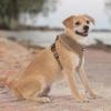 imageBest Pet Supplies Voyager Adjustable Dog Vest Harness Breathable No Pull Harness for Small Medium Large Dogs Heavy Duty Harness Easy Stepin Reflective Stripes  Lavender M Chest 1721quot220 Style Beige