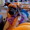 imageBest Pet Supplies Voyager Adjustable Dog Vest Harness Breathable No Pull Harness for Small Medium Large Dogs Heavy Duty Harness Easy Stepin Reflective Stripes  Lavender M Chest 1721quotHarness Leash Set Purple