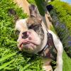 imageBest Pet Supplies Voyager Adjustable Dog Vest Harness Breathable No Pull Harness for Small Medium Large Dogs Heavy Duty Harness Easy Stepin Reflective Stripes  Lavender M Chest 1721quotHarness Leash Set Army Base
