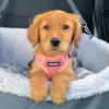 imageBest Pet Supplies Voyager Adjustable Dog Vest Harness Breathable No Pull Harness for Small Medium Large Dogs Heavy Duty Harness Easy Stepin Reflective Stripes  Lavender M Chest 1721quotHarness Leash Set Pink