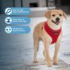 imageBest Pet Supplies Voyager Adjustable Dog Vest Harness Breathable No Pull Harness for Small Medium Large Dogs Heavy Duty Harness Easy Stepin Reflective Stripes  Lavender M Chest 1721quot220 Style Red