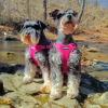 imageBest Pet Supplies Voyager Adjustable Dog Vest Harness Breathable No Pull Harness for Small Medium Large Dogs Heavy Duty Harness Easy Stepin Reflective Stripes  Lavender M Chest 1721quotHarness Fuchsia