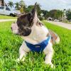 imageBest Pet Supplies Voyager Adjustable Dog Vest Harness Breathable No Pull Harness for Small Medium Large Dogs Heavy Duty Harness Easy Stepin Reflective Stripes  Lavender M Chest 1721quotHarness Leash Set Royal Blue