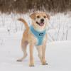 imageBest Pet Supplies Voyager Adjustable Dog Vest Harness Breathable No Pull Harness for Small Medium Large Dogs Heavy Duty Harness Easy Stepin Reflective Stripes  Lavender M Chest 1721quot220 Style Blue