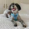 imageBest Pet Supplies Voyager Adjustable Dog Vest Harness Breathable No Pull Harness for Small Medium Large Dogs Heavy Duty Harness Easy Stepin Reflective Stripes  Lavender M Chest 1721quotHarness Baby Blue