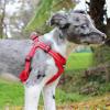 imageBest Pet Supplies Voyager Adjustable Dog Vest Harness Breathable No Pull Harness for Small Medium Large Dogs Heavy Duty Harness Easy Stepin Reflective Stripes  Lavender M Chest 1721quotHarness Leash Set Red