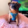 imageBest Pet Supplies Voyager Aerolite No Pull Mesh Dog Harness Reflective Stitching Breathable Harness Adjustable for Walking Training Running Heavy Duty and Durable Beige LHarness Turquoise
