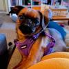 imageBest Pet Supplies Voyager Aerolite No Pull Mesh Dog Harness Reflective Stitching Breathable Harness Adjustable for Walking Training Running Heavy Duty and Durable Beige LHarness Purple