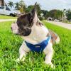 imageBest Pet Supplies Voyager Aerolite No Pull Mesh Dog Harness Reflective Stitching Breathable Harness Adjustable for Walking Training Running Heavy Duty and Durable Beige LHarness Royal Blue