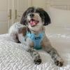 imageBest Pet Supplies Voyager Aerolite No Pull Mesh Dog Harness Reflective Stitching Breathable Harness Adjustable for Walking Training Running Heavy Duty and Durable Beige LHarness Leash Set Baby Blue