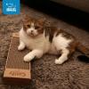 imageBest Pet Supplies Cat Scratcher Replacement Pads  Cardboard Cat Scratcher Pad Relieves Stress Supports Pet Behaviors 3 CountNarrow 4 Pack