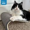 imageBest Pet Supplies Cat Scratcher Replacement Pads  Cardboard Cat Scratcher Pad Relieves Stress Supports Pet Behaviors 3 CountRamp Cream
