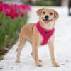 image:imageVoyager Aerolite Over The Head Dog Harness No Pull Breathable Air Mesh Vest Quick Dry with Reflective Stitching Adjustable Escape Resistant Harness for Small Medium Large Dogs  Beige MediumFuchsia
